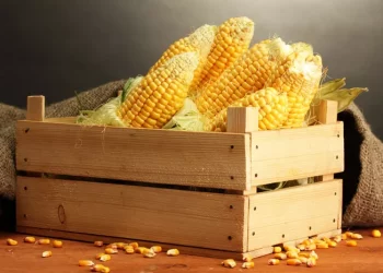 Corn Prices Surge Past Target, Eye Further Gains
