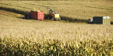 Grain Market Update: WA Dominates, Price Volatility Persists