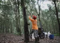 Rubber Futures Rise Amid Oil Rally and Supply Concerns in Thailand